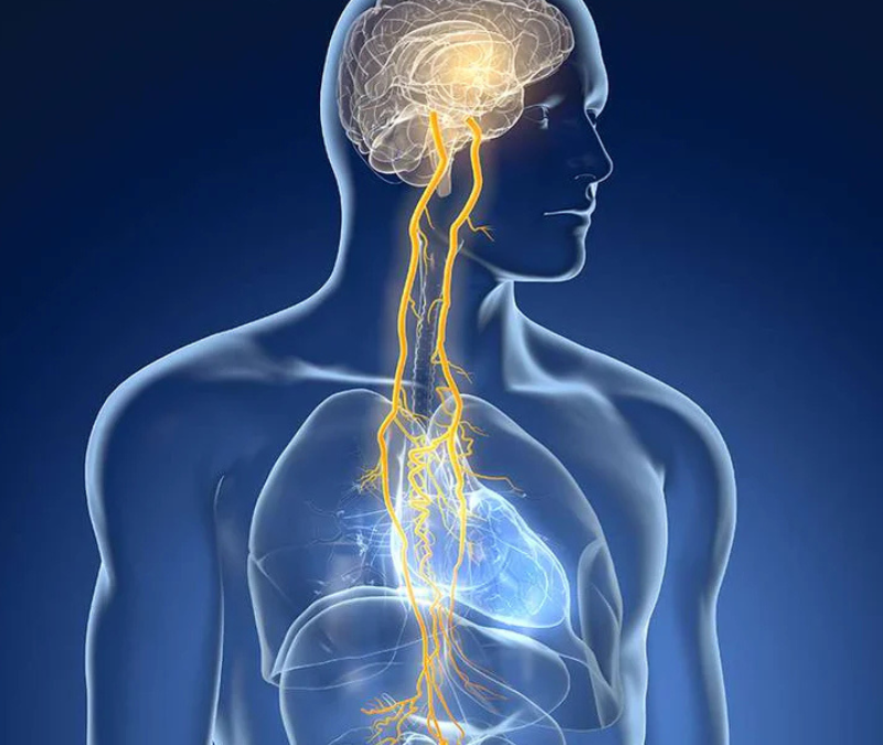 Le système nerveux autonome : quel est son rôle dans notre santé ?