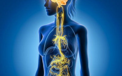 Stress chronique : quand le système neurovégétatif se dérègle