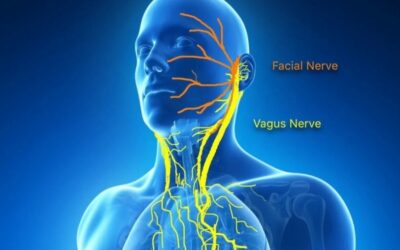 Le nerf vague : le “chef d’orchestre” de notre bien-être