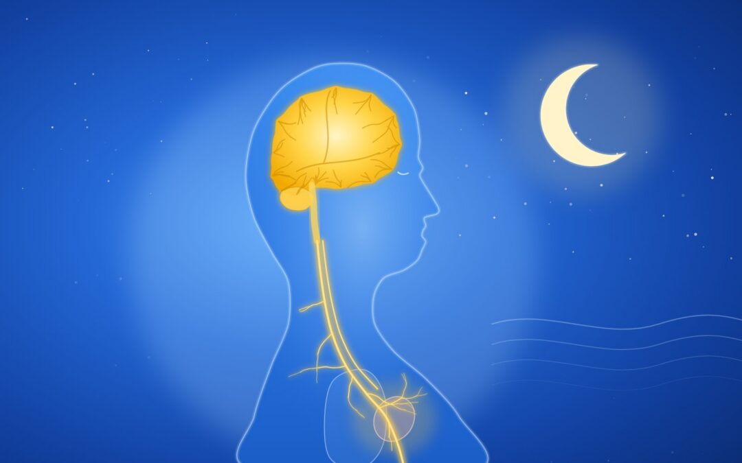 Schéma : une personne endormie, la nuit ; le nerf vague relie le cerveau au cœur et aux poumons.
